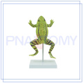 Modèle de grenouille réaliste élargi PNT-0820